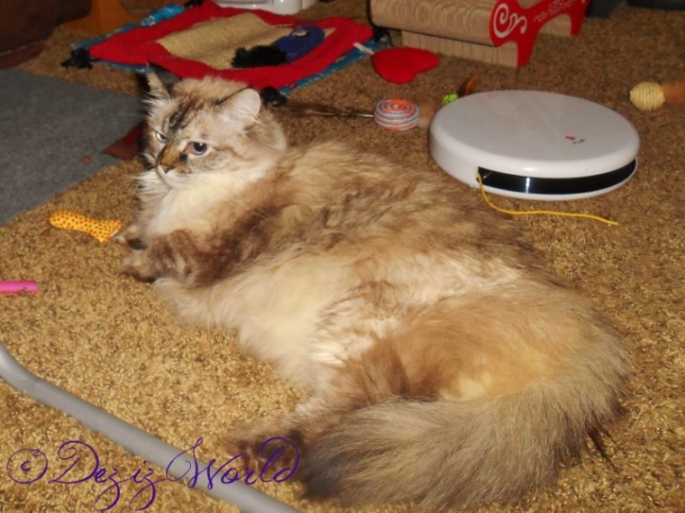 dw-DeziDSCN4933 (800x599)a