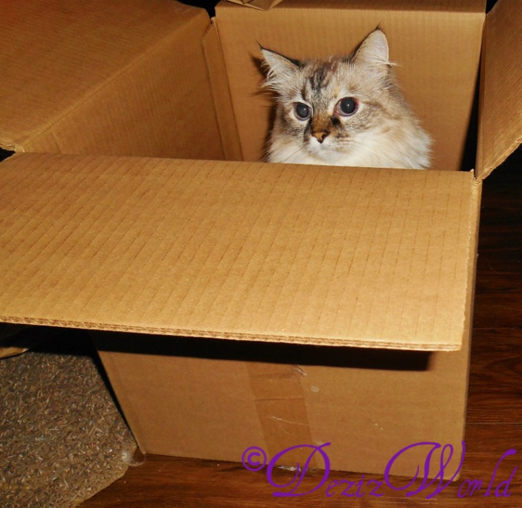 dw-DeziDSCN4949 (800x779)