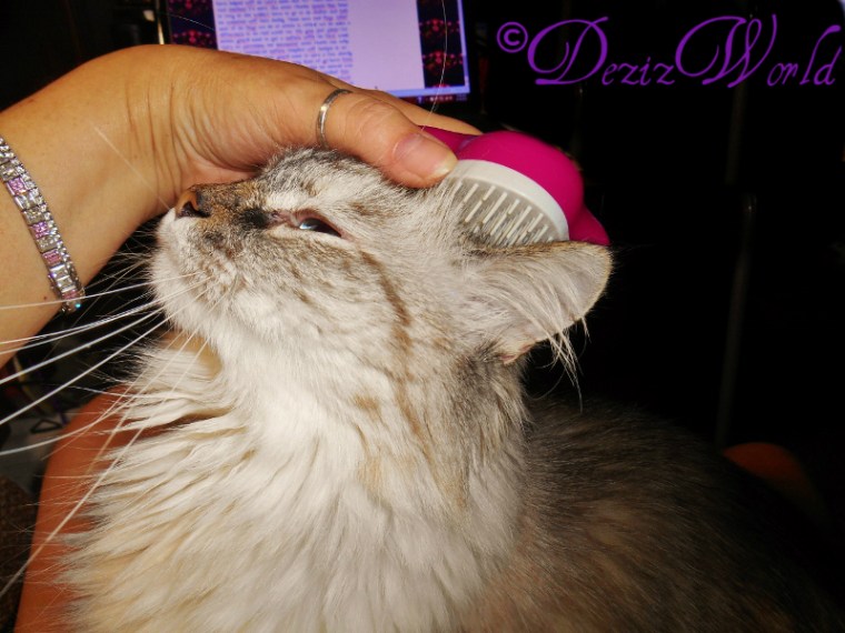 dw-DeziggDSCN4978 (800x600)