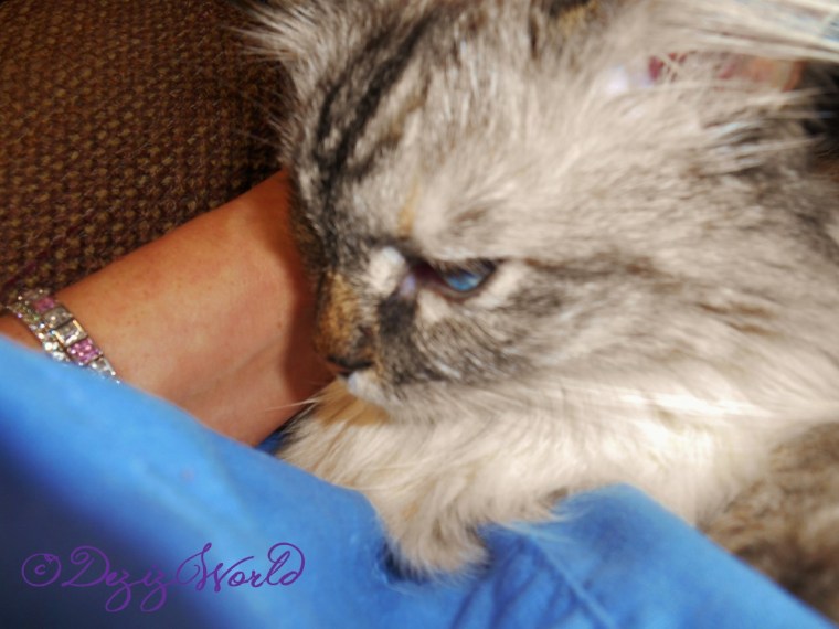 dw-DezitweetDSCN4325 (1280x960)