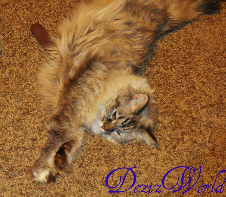 dw-DSCN2436 (1280x1118)