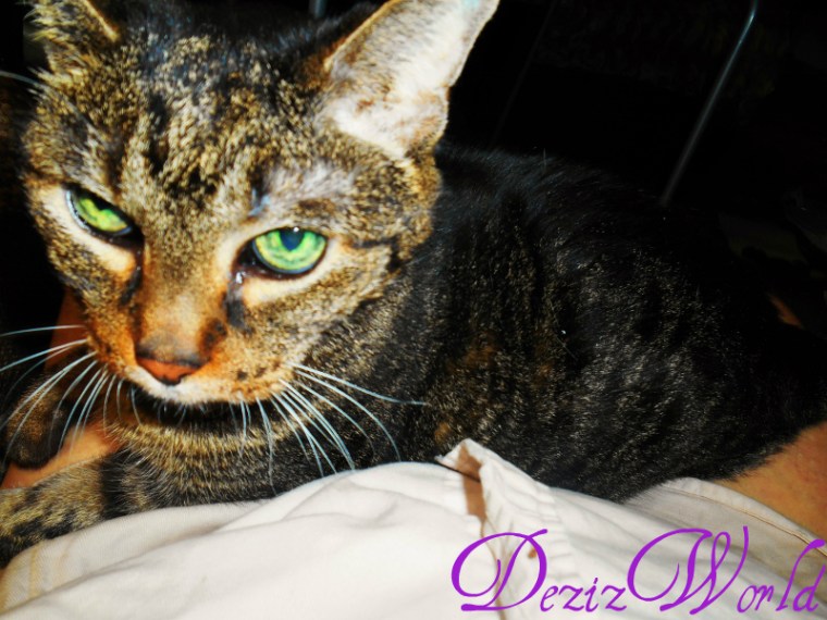 dw-FSCN4925 (800x600)