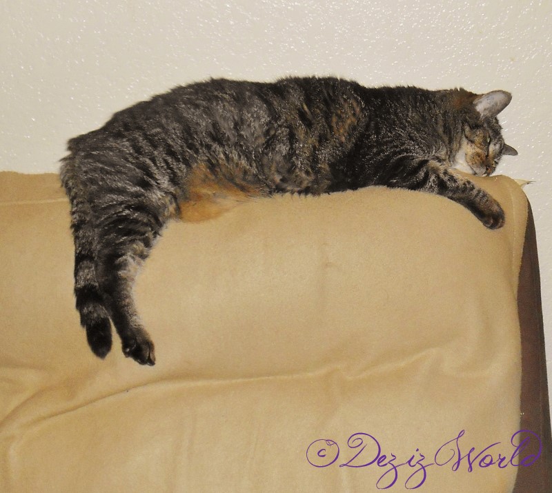 Lexi naps on the back of the chair