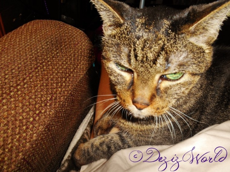 dw-LexiDSCN4919 (800x600)