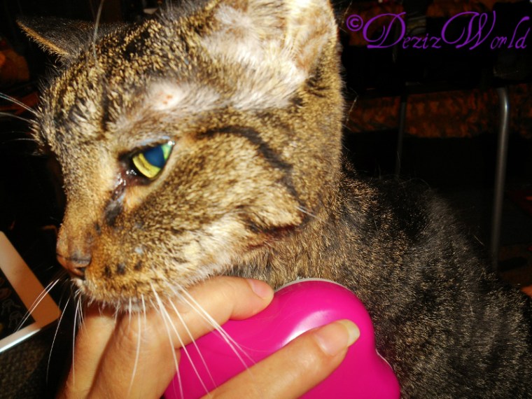 dw-LexiggDSCN4965 (800x600)