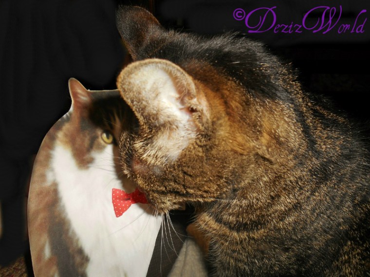 Youz a pawzum Mancat Andy. Dezi beez lucky too habz you.