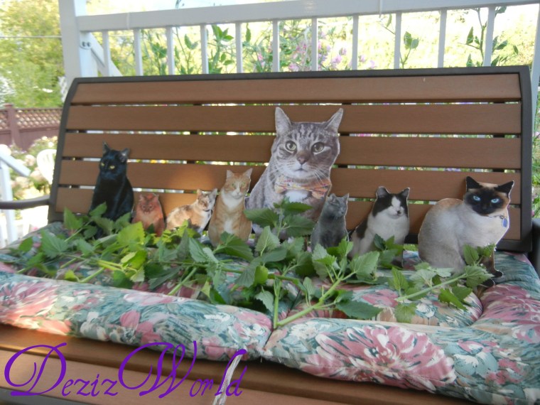 dw-Pete, Izzy, Tristy, Timmy, Meiko, Budd Budd, Einstein, Foko