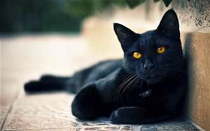 blackcatwallpaper