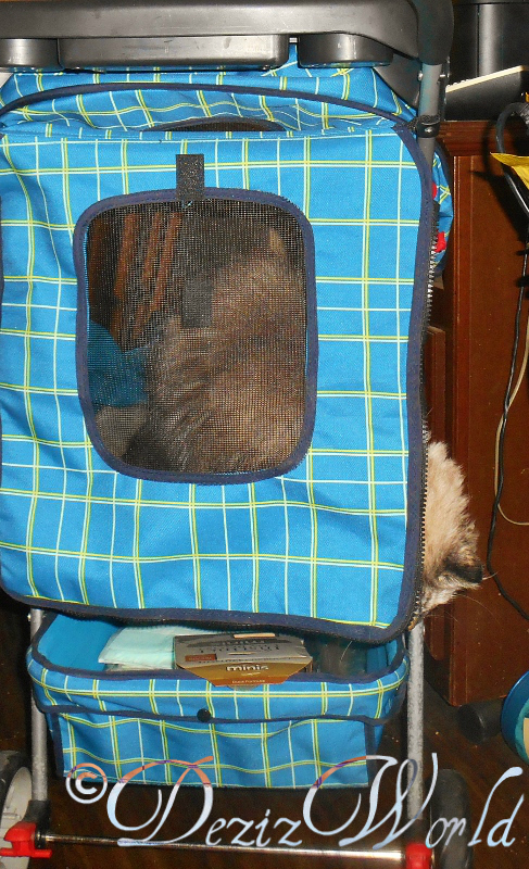 Nope, Me dusn't wanna go mommy. See ya'