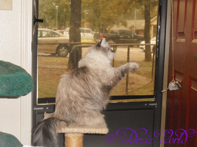 Dezi playing with the over the door hanging mouse she got for her 6th birthday from aunty anonymous
