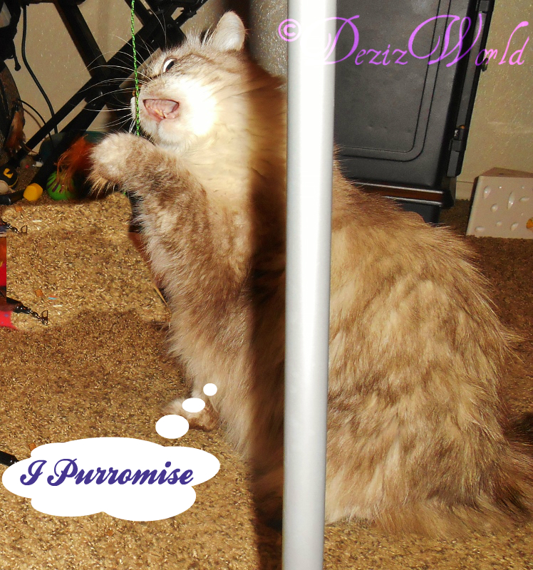 dw-DezipromiseDSCN5086 (748x800)