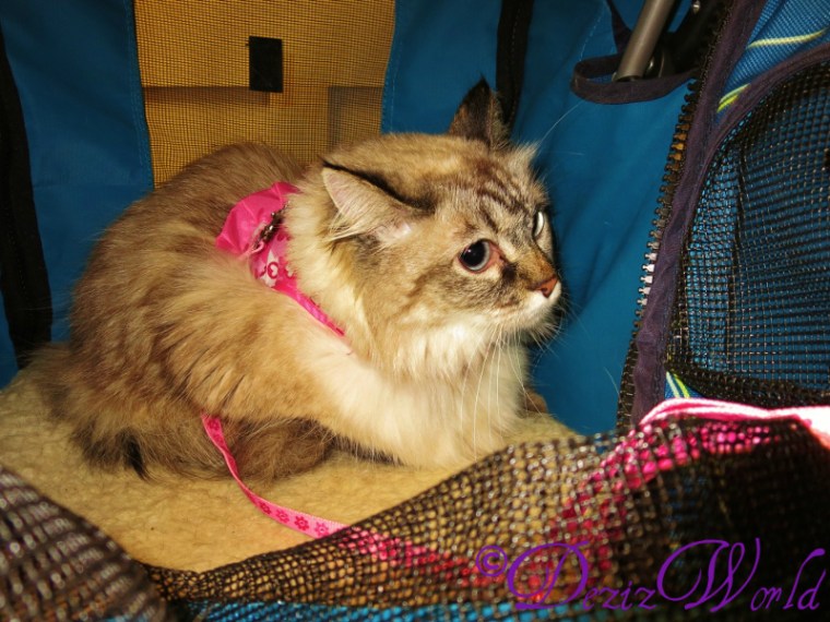 dw-DezistrollerIMG_1648 (800x600)