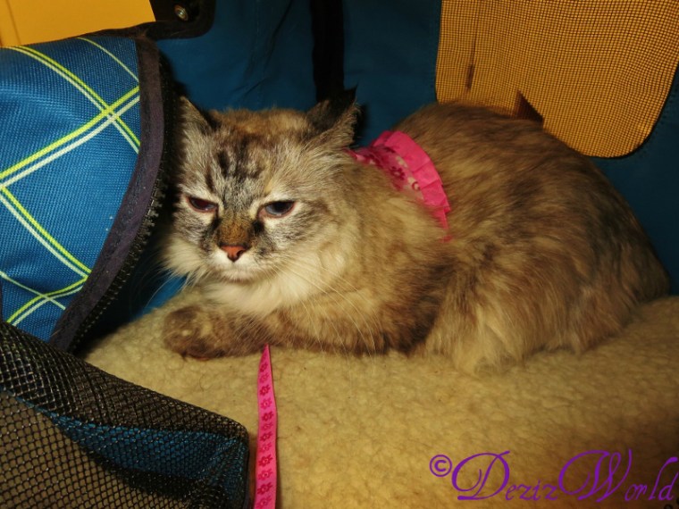 Wha'choo talkin' 'bout mommy?!