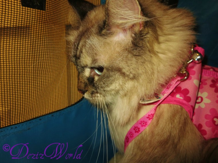 dw-DezistrollerIMG_1653 (800x600)