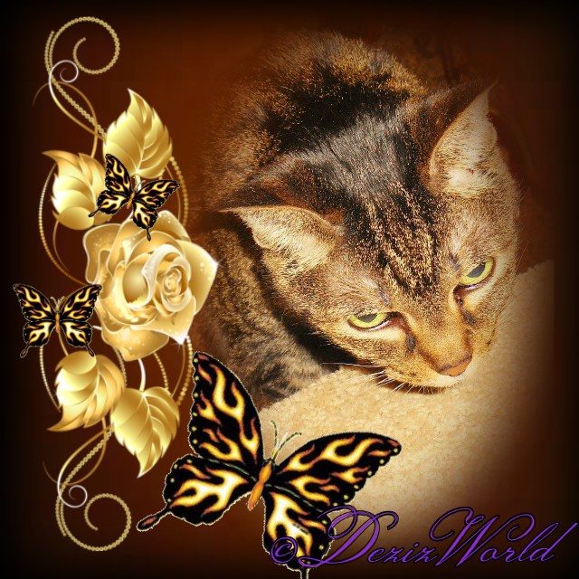 dw-Lexi AUTUMN BUTTERFLIES