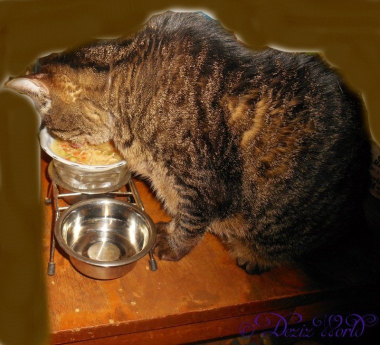 Lexi eating on the dining room table