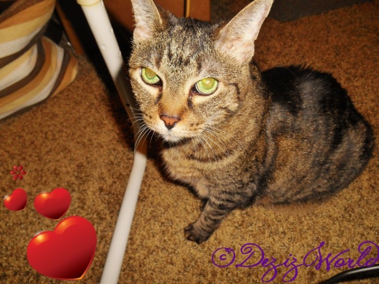 dw-LexiheartsDSCN2248 (800x600)