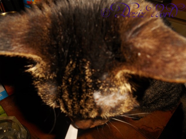 dw-LexipunkDSCN5174 (640x480)