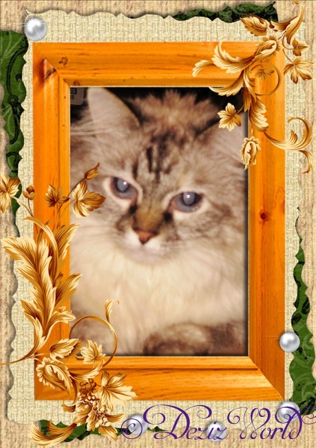 dw-pmDeziorangeframe