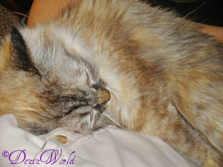 dwv-FSCN4910 (800x600)