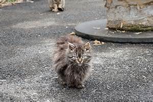 Courtesy of the ASPCA