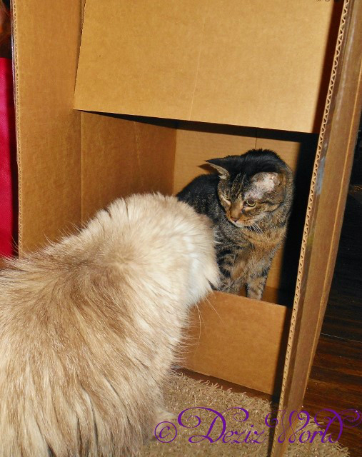 #Lexi the #servicecat sits in a box looking at sister #Dezi trying to get in with her