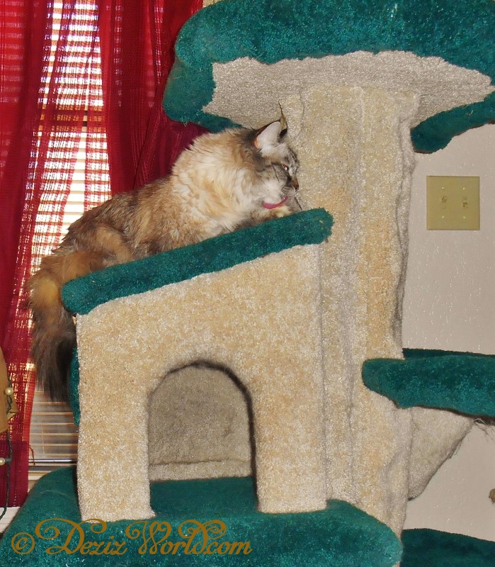 Dezi bathes on Fandago cat tree while enjoying the sunshine