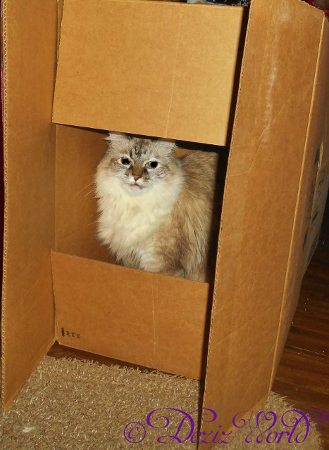 #Dezi the #servicecat sits in box with mouth in chirp position