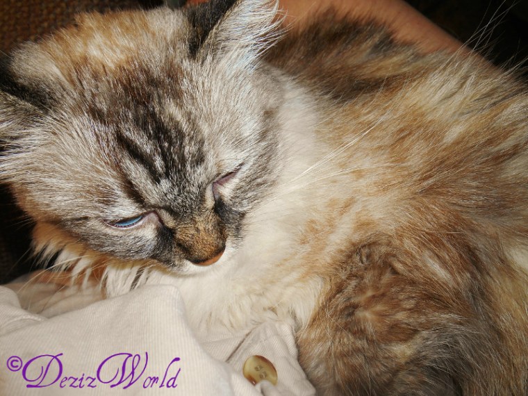 #Dezi napping in mommy's lap