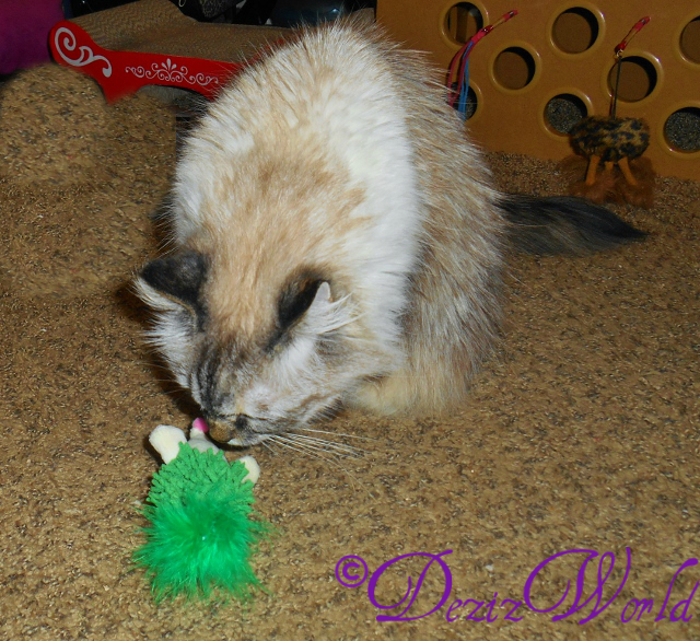 Dezi sniffing Imperial Cat hedgehog
