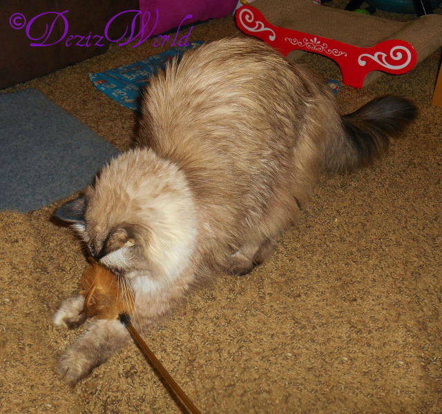 #Dezi the #Serviceanimal plays with feather toy