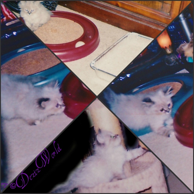 Collage: #Dezi the #servicecat at 3-5 weeks old playing on #CatPerch 3-6 week old #Dezi the #Servicecat playing in new home