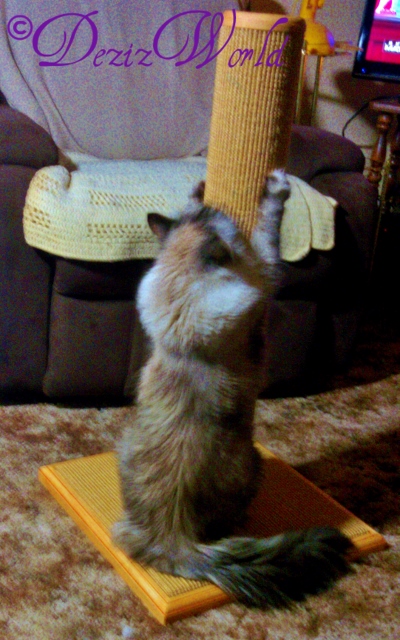 #Dezi scratches the Purrfect Scratcher