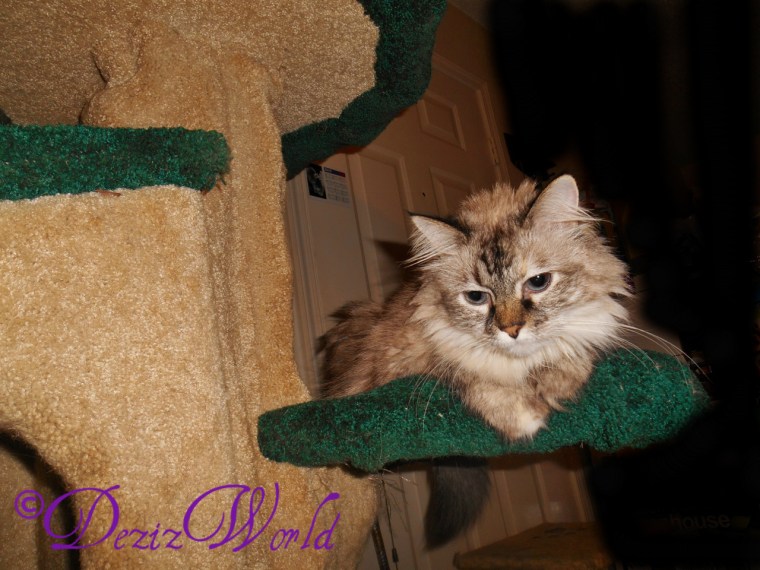 dw-DSCN4609 (1280x960)