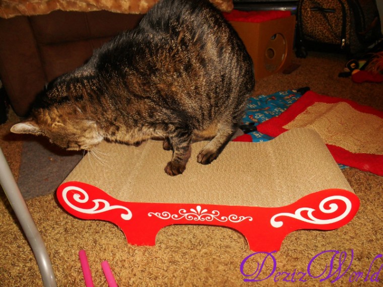 #Lexi enjoys the Catit #Scratcher bench