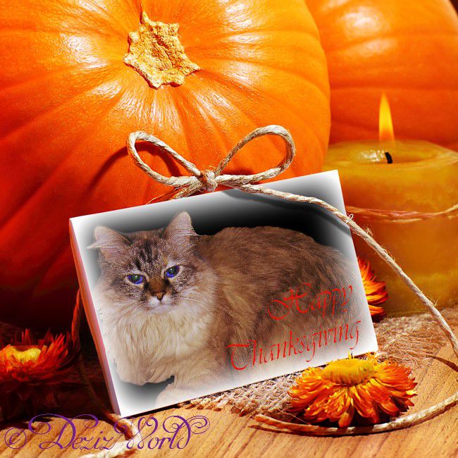 #Dezi in Thanksgiving frame surrounded by pumpkins