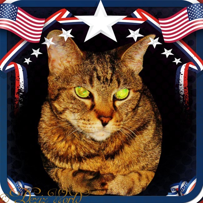 Lexi in frame with stars and American flags