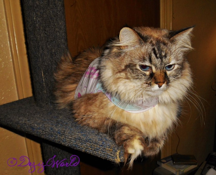 Dezi laying on cat tree ledge in harness