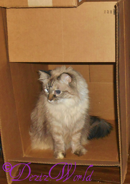 Dezi sitting in box