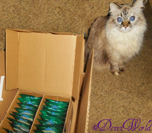#Dezi posing by the case of Blue Wilderness Tasty morsels