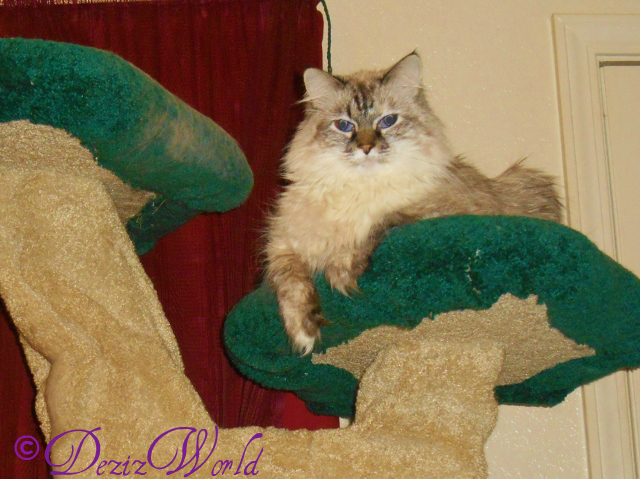 Dezi looking cute laying on the top of the cat tree