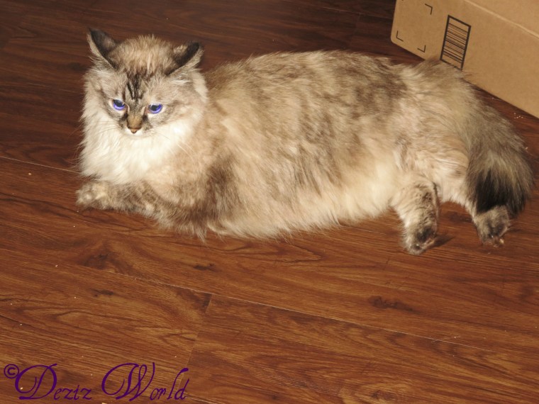 Dezi laying on the floor