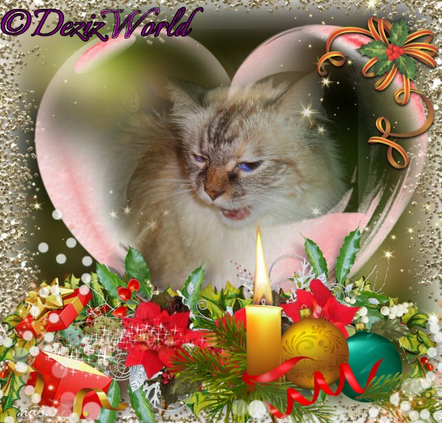 Open mouthed Dezi in a heart with candle and ornaments and fir