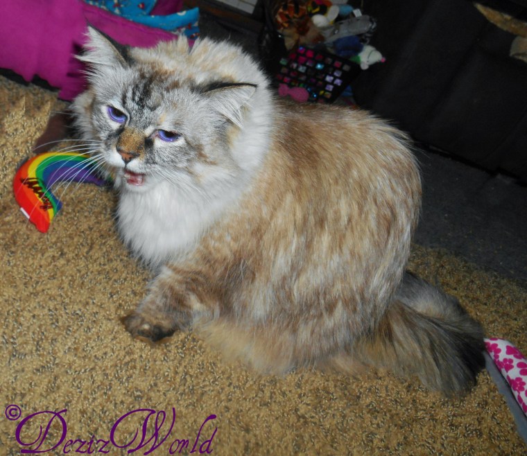 Dezi sitting with mouth open and talking