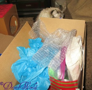 Dezi trying to sneak a peek at the box from Cat and awnty Lisa