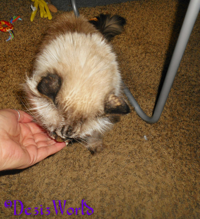 Dezi tries a Canidae Pure treat