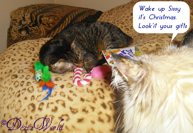 Lexi sleeps on bed surrounded by some of the Christmas gifts while Dezi meows from the steps