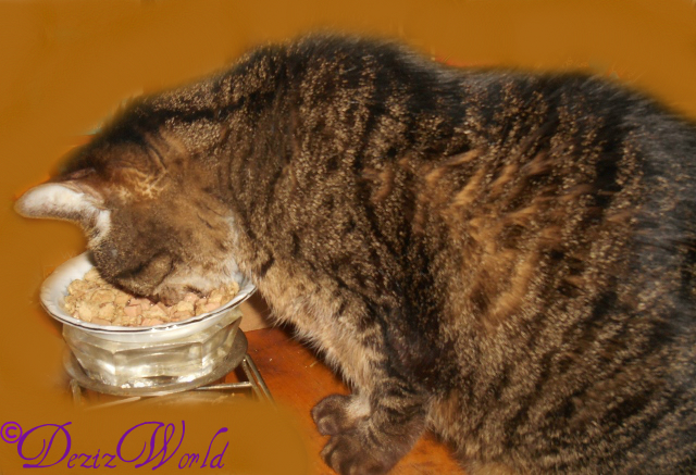 Lexi eating Blue Wilderness Tasty Morsels