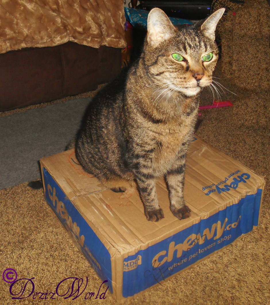 #Lexi sitting on top of #Chewy box