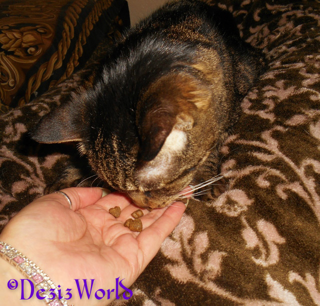 Lexi tries a heart shaped Canidae pure treat